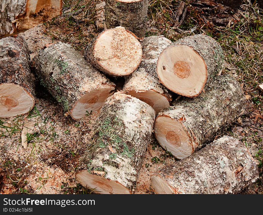 Fresh cut chopped logs lay down on the grass