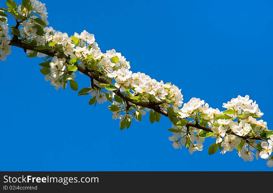 Blossoming branch of a pear tree