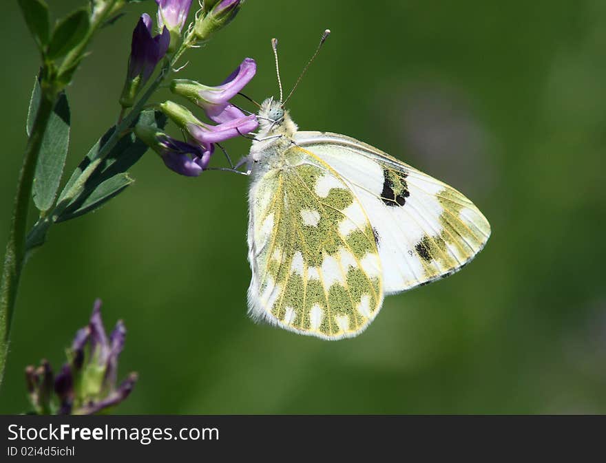 Butterfly (Pontia edusa)