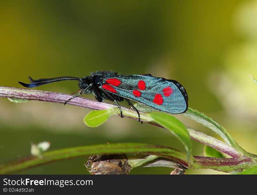 Day moth (Zugaena ssp.) rest in the plant