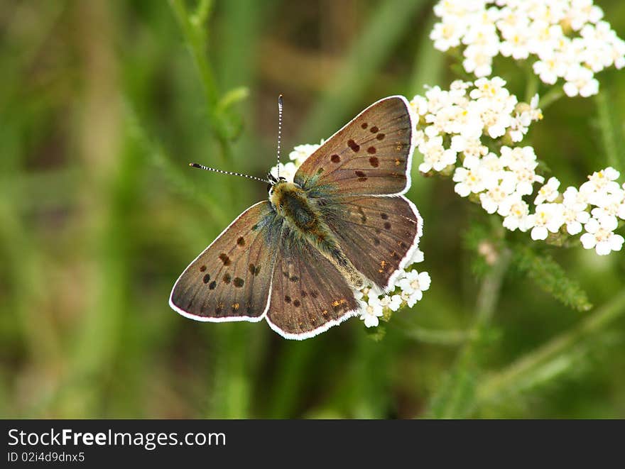 Day butterfly (Heodes ssp.)