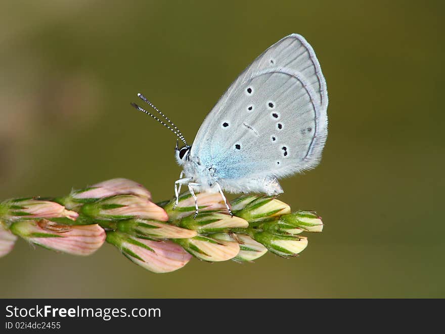 Day butterfly (Lycaena)rest in the plant