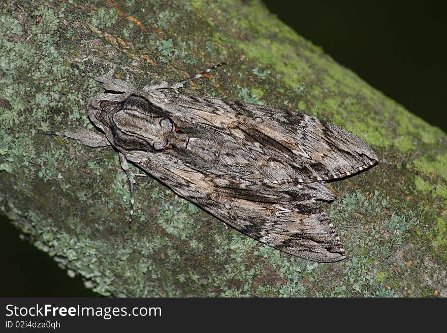 Hawk moth (Sphinx convolvuli)