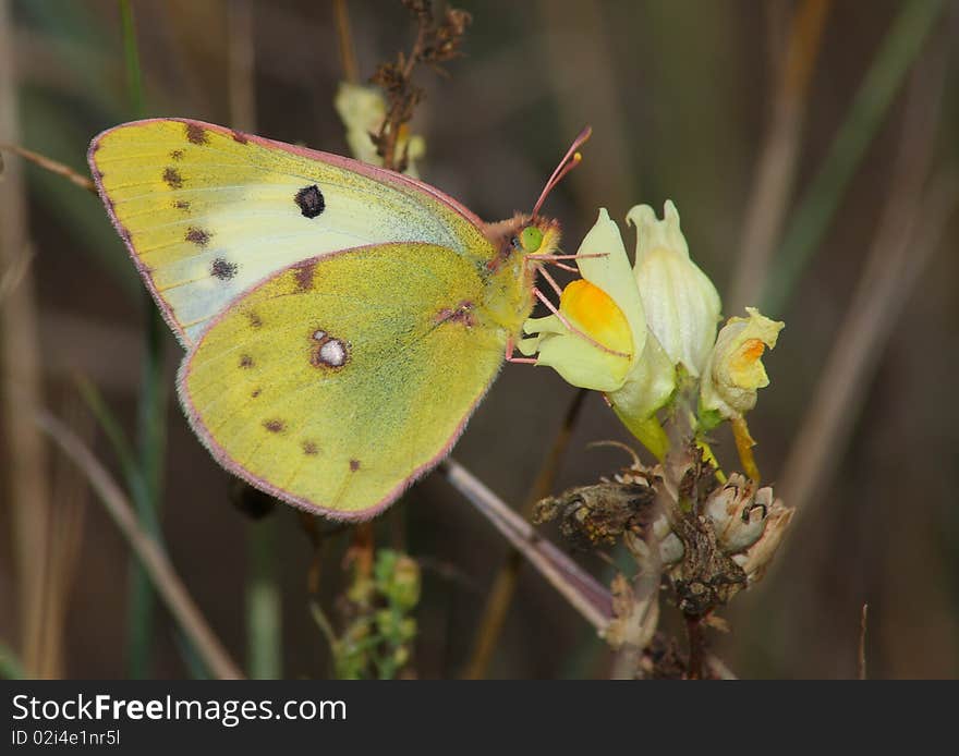 Butterfly (Colias hyale) rest in the flower