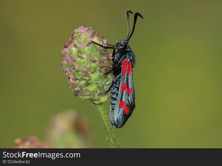 Day moth (Zugaena filipendulae) rest in the plant bud