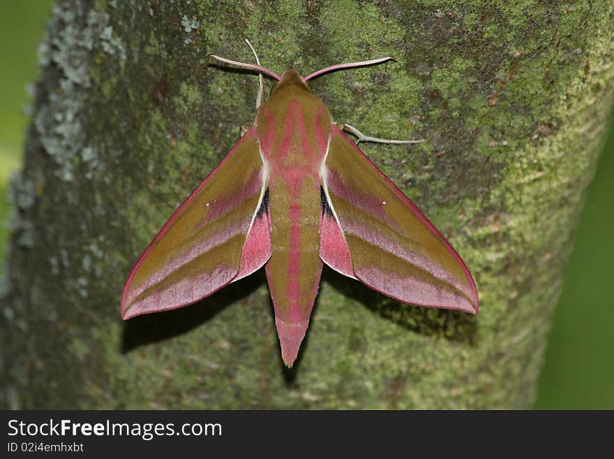 Hawk Moth (Deilephila Elpenor)