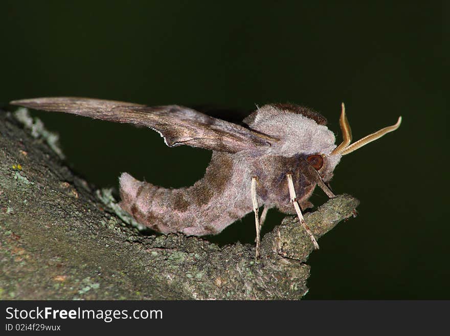 Hawk moth (Smerinthus ocellatus)