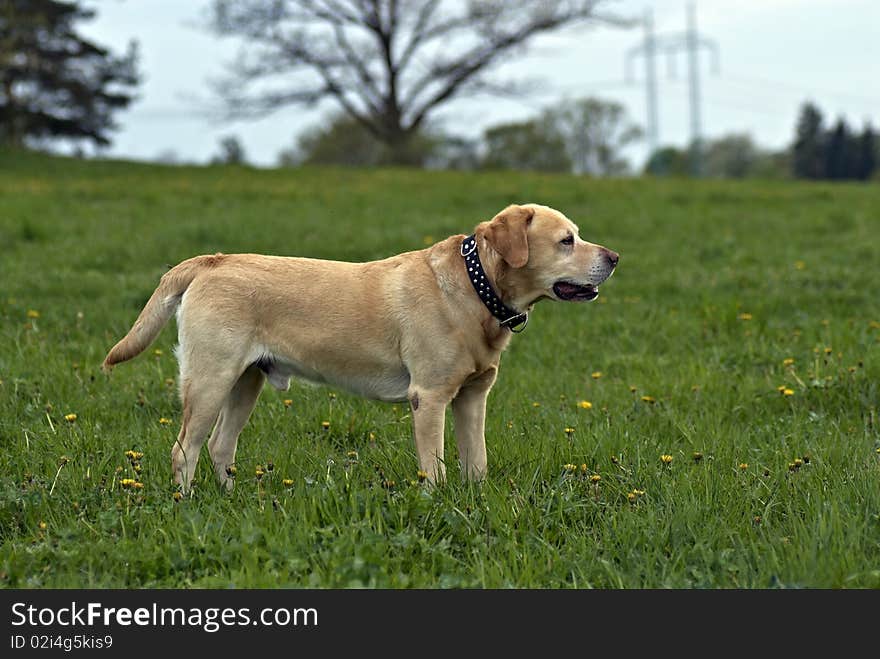 A spring meadow and the dog