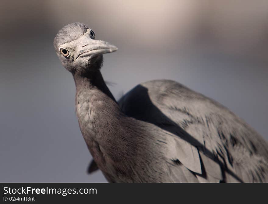 Little Blue Heron