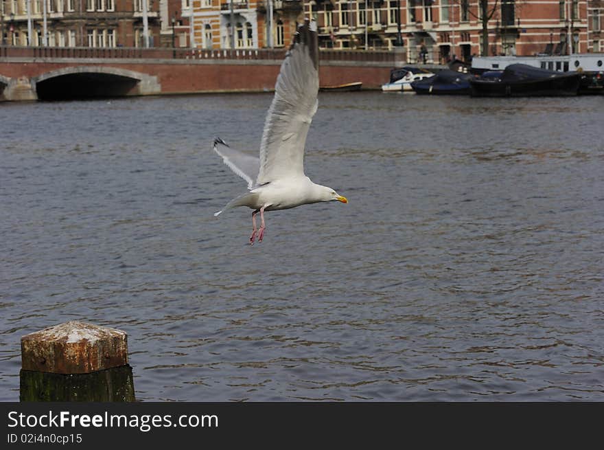 Adult herring gull on Amstel river after lifting off from a post