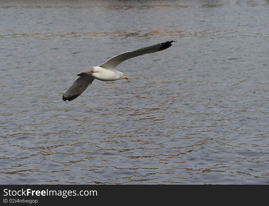 Herring gull