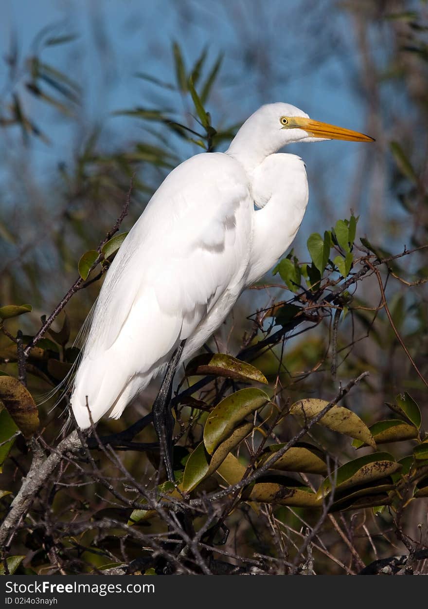 Great White Egret