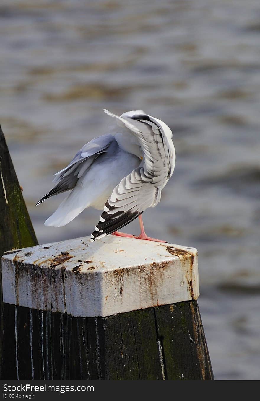 Adult herring gull resting on post along Amstel river, teasing feather, with head embeded among its feathers