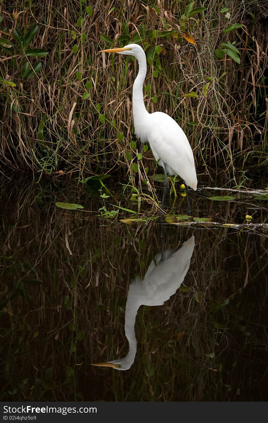 Great White Egret