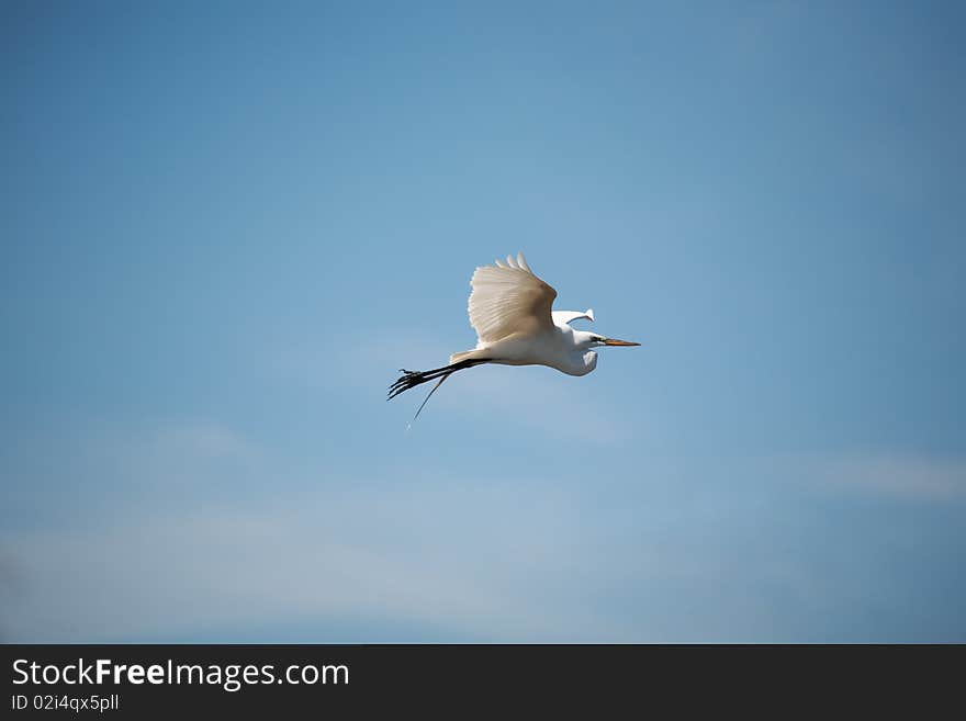 Great White Egret