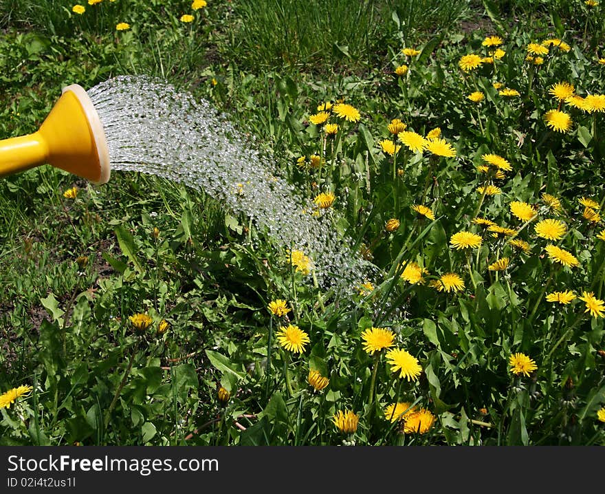 Irrigation water from a watering can flower