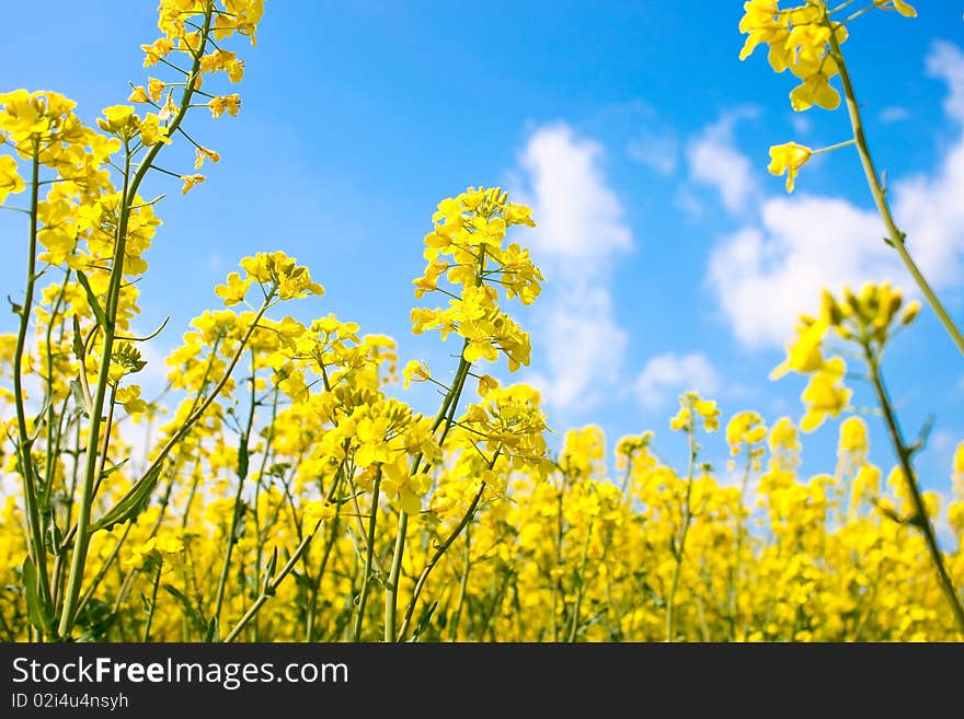 Field of yellow flowers against the sky. Field of yellow flowers against the sky