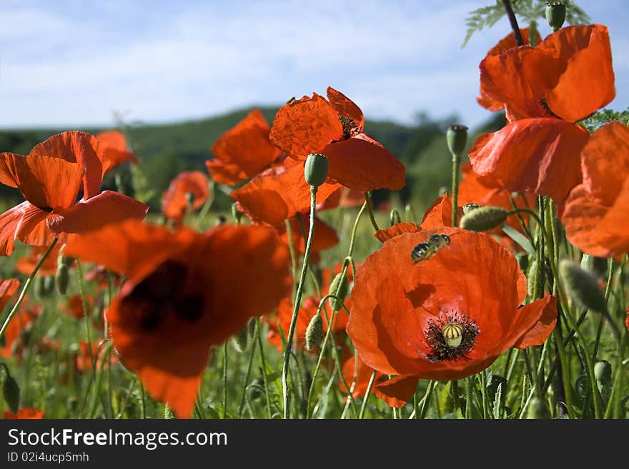 Fragile red poppies at Oltului Valley, near Brasov, Romania. Fragile red poppies at Oltului Valley, near Brasov, Romania