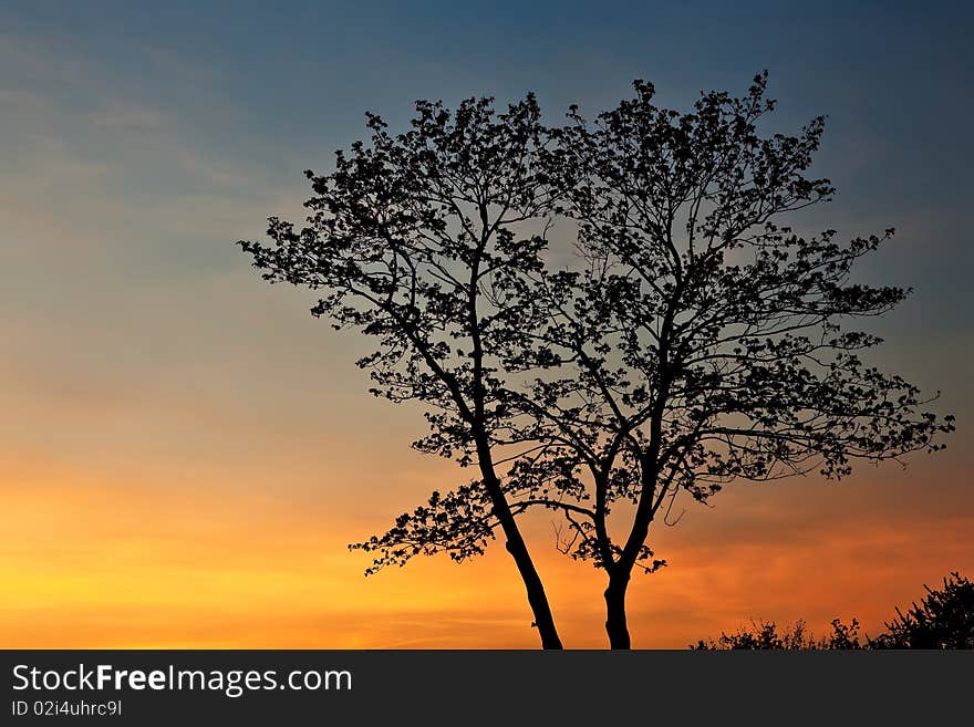 Tree silhouette at sunset over colorful sky. Tree silhouette at sunset over colorful sky.