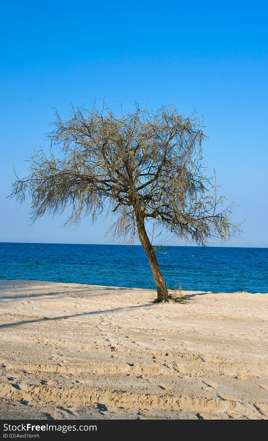 Lonely tree on a beach