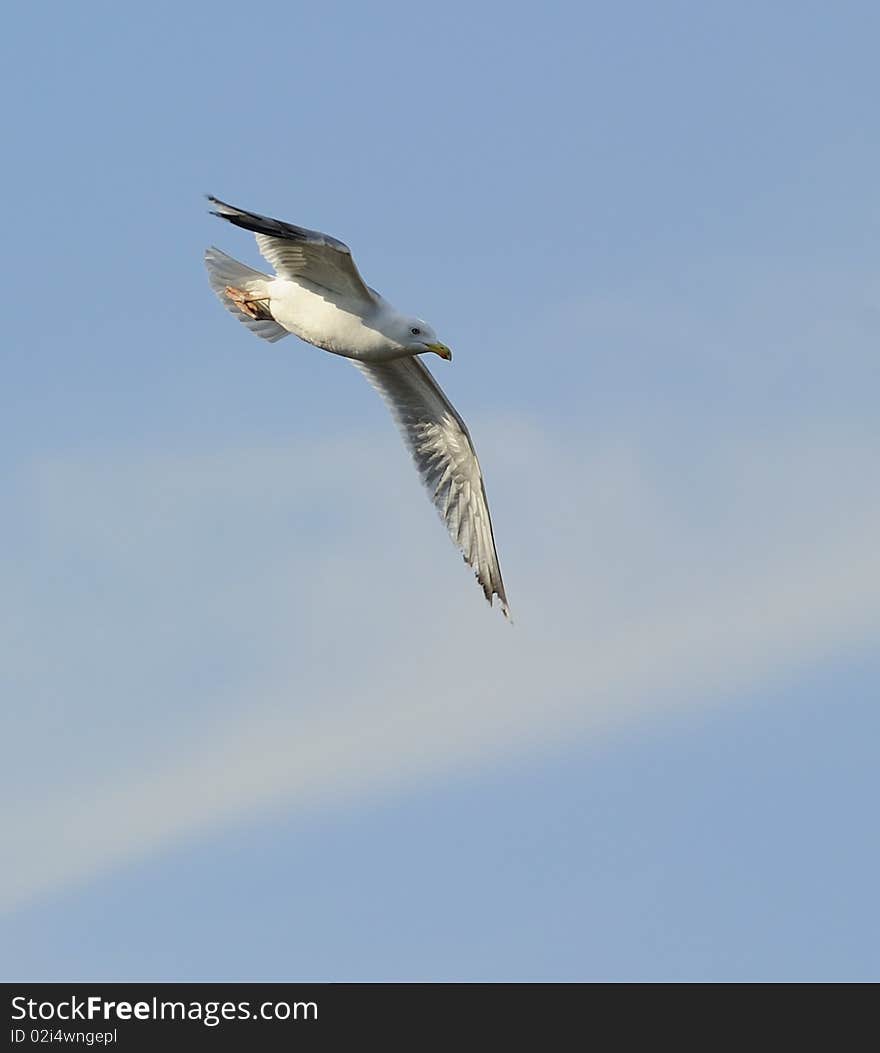 Adult herring gull soaring in blue sky