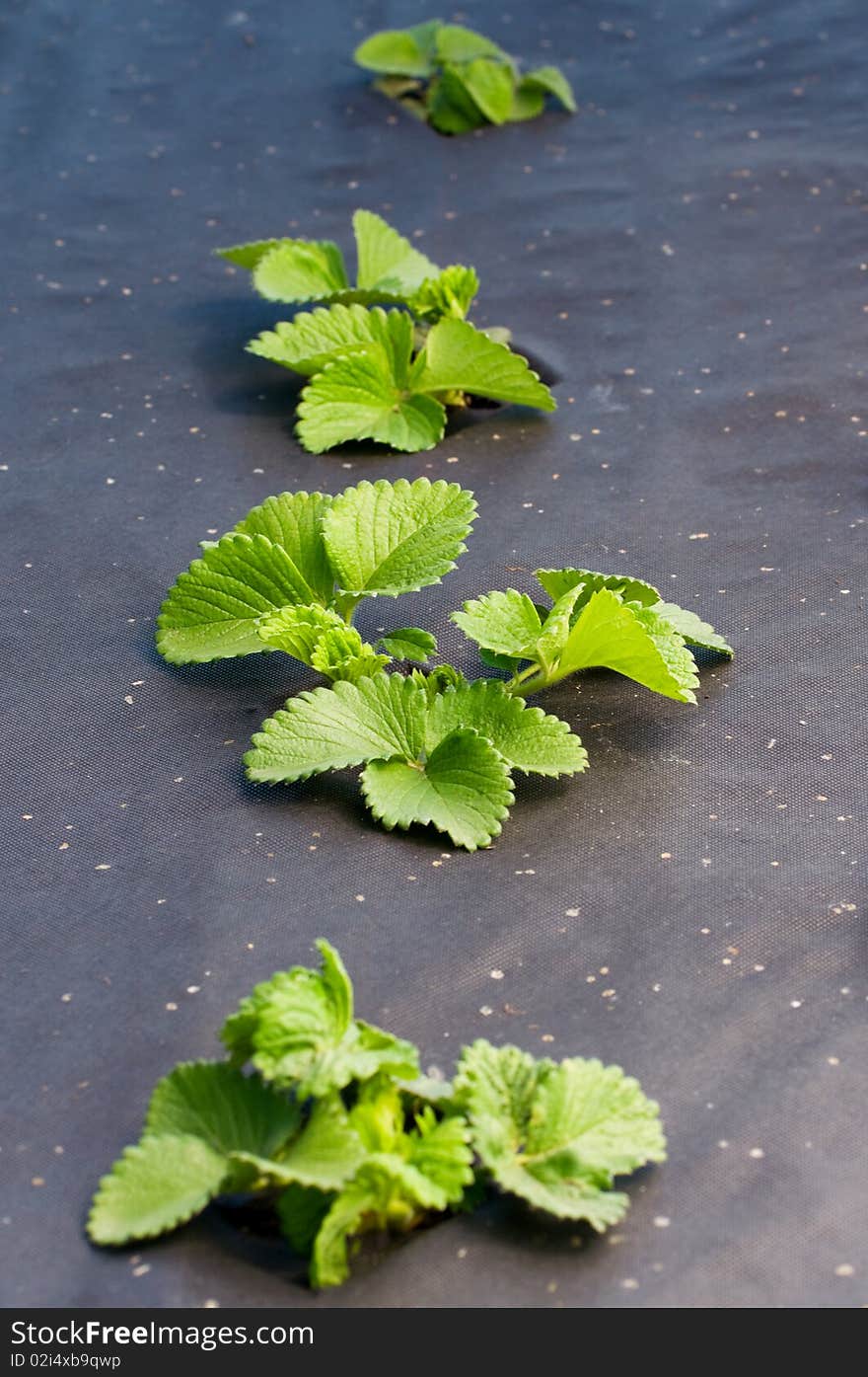 Closeup of a strawberry plant