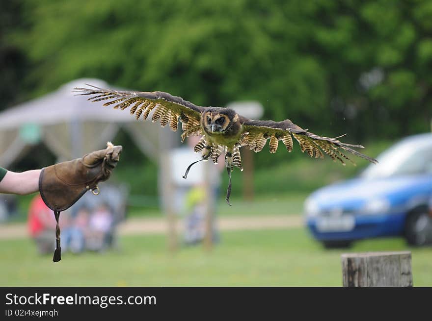 Owl Flying