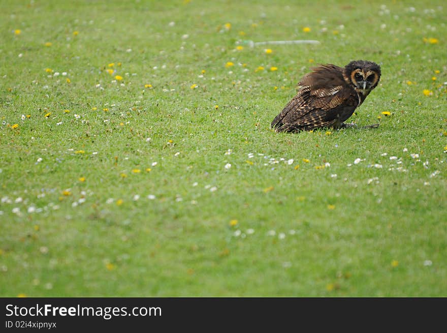 Solitary Owl