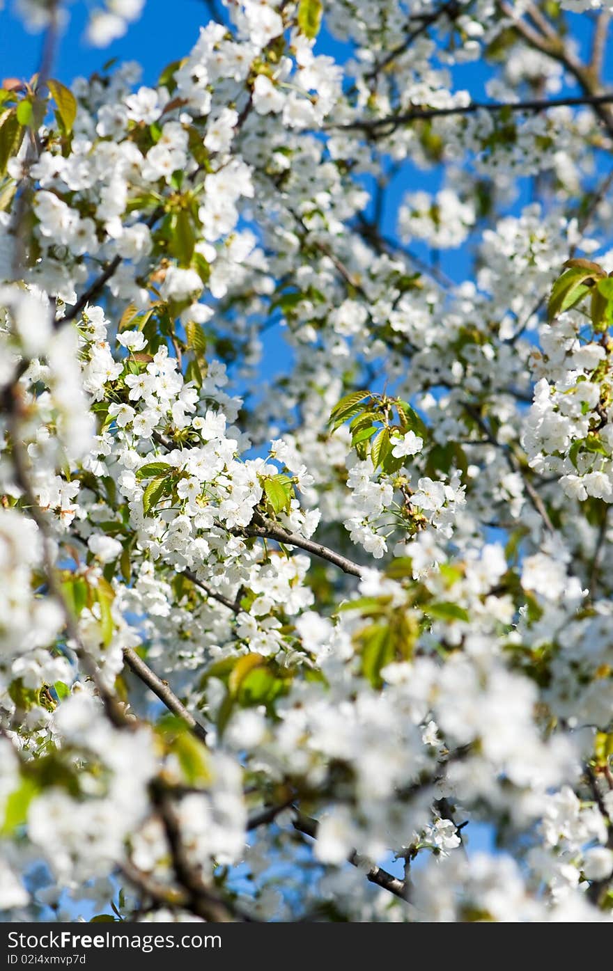 Blossoming garden