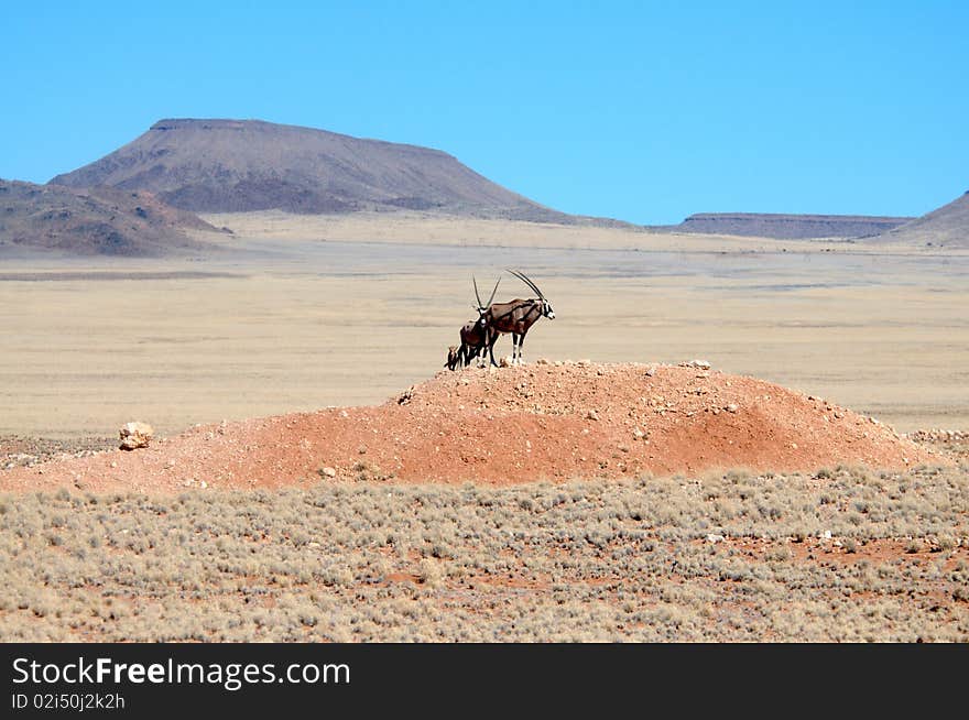 Oryx standing on rocky hill in Namib desert against blue sky, Namibia. Oryx standing on rocky hill in Namib desert against blue sky, Namibia.