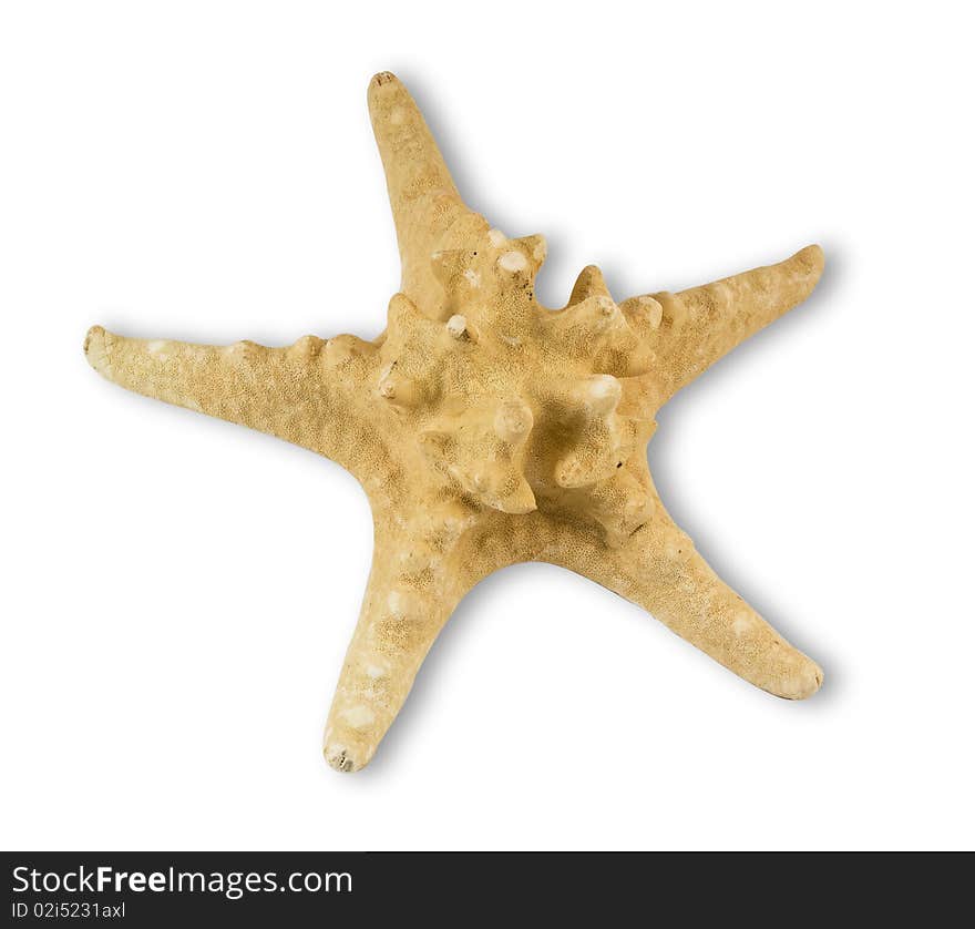 Dry starfish front isolated on white