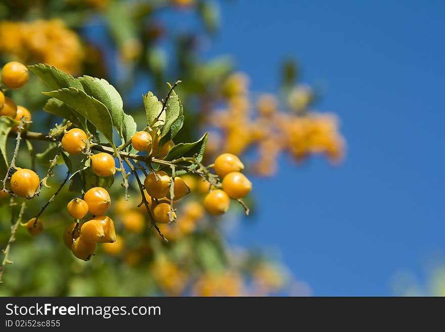 Sea buckthorn on blue sky background