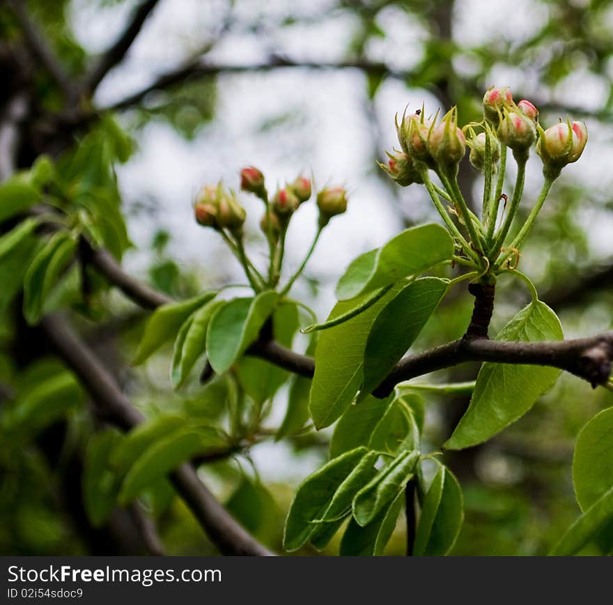 Very beautiful photos of blooming apple tree. Very beautiful photos of blooming apple tree