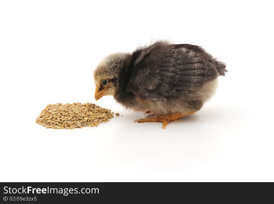 Baby chicken having a meal