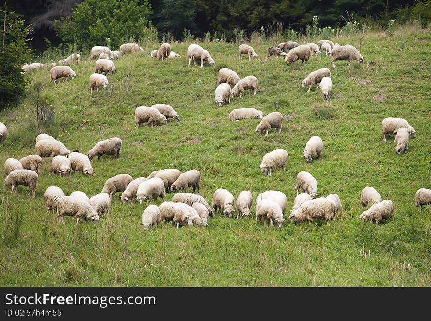 Pack of sheeps on the grass