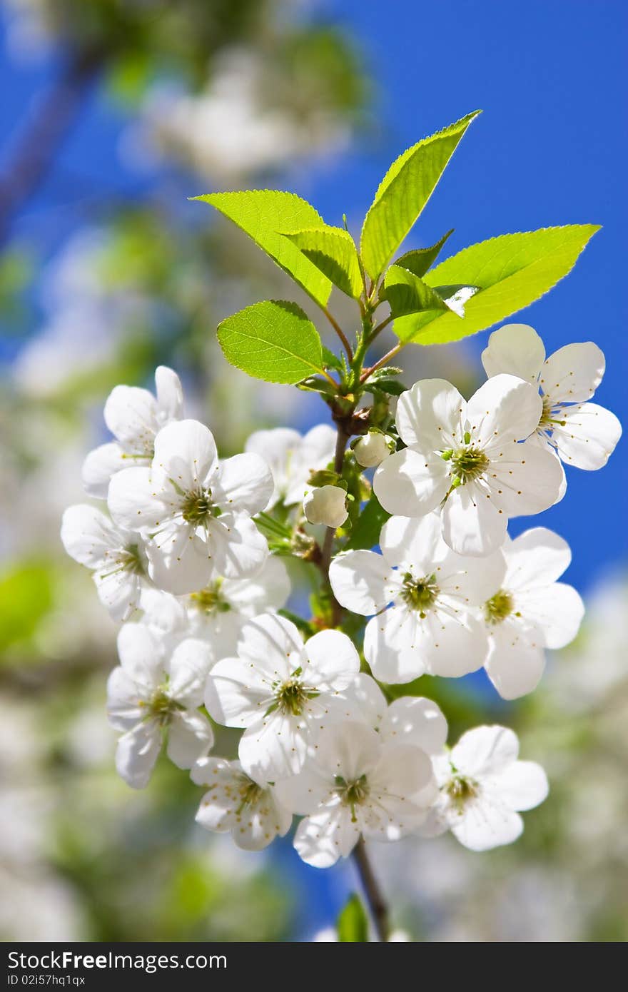 Branch of flowering cherry on a background blue sky