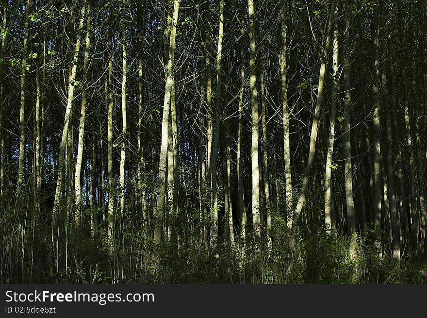 A green forest with a lot of green trees