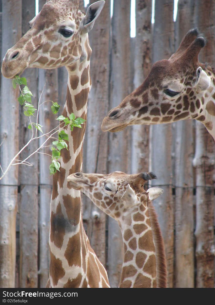 The Giraffe Family