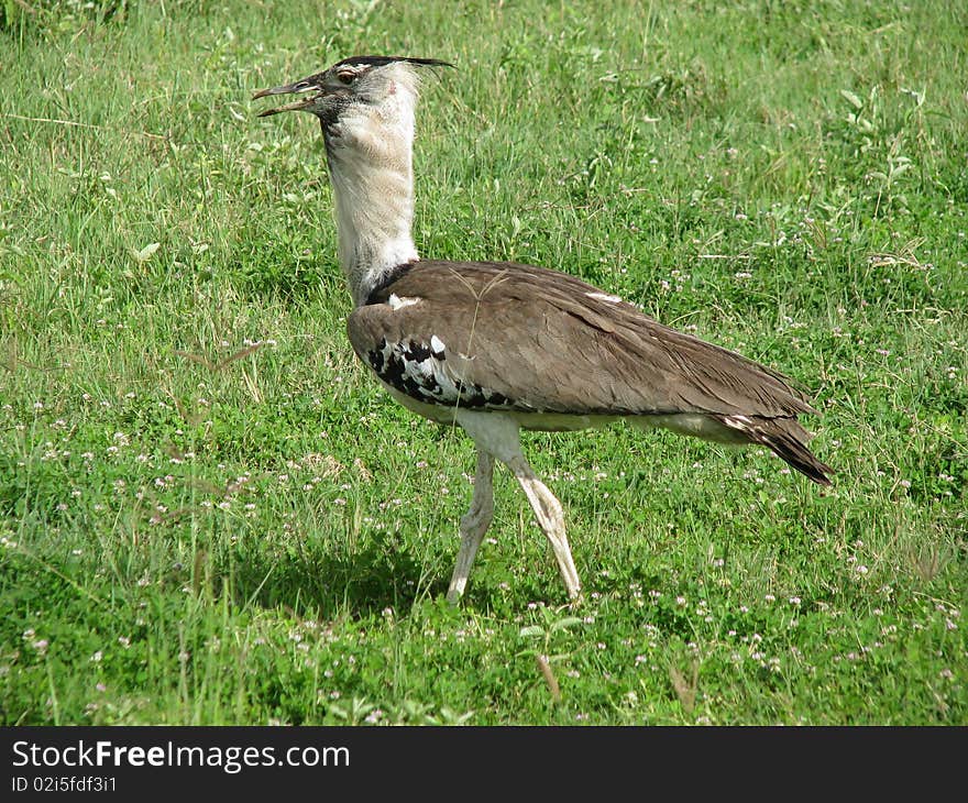 Bird (Ngorongoro, Tanzania)