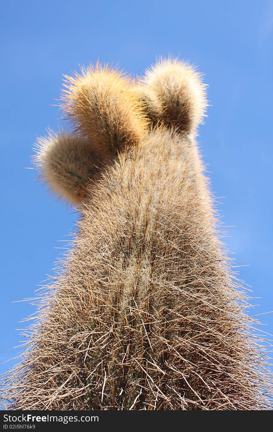 Cactus