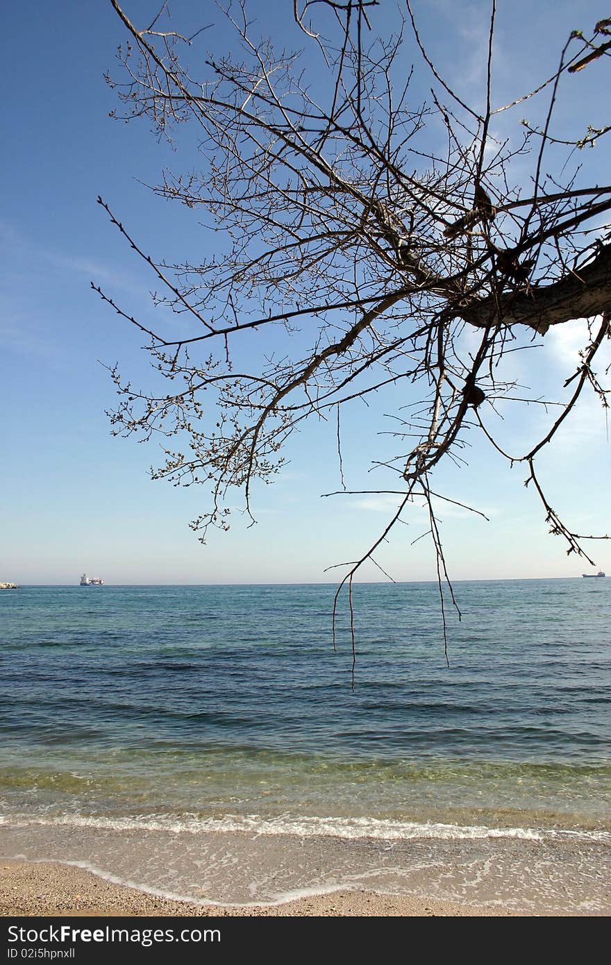 Sunny beach with a tree