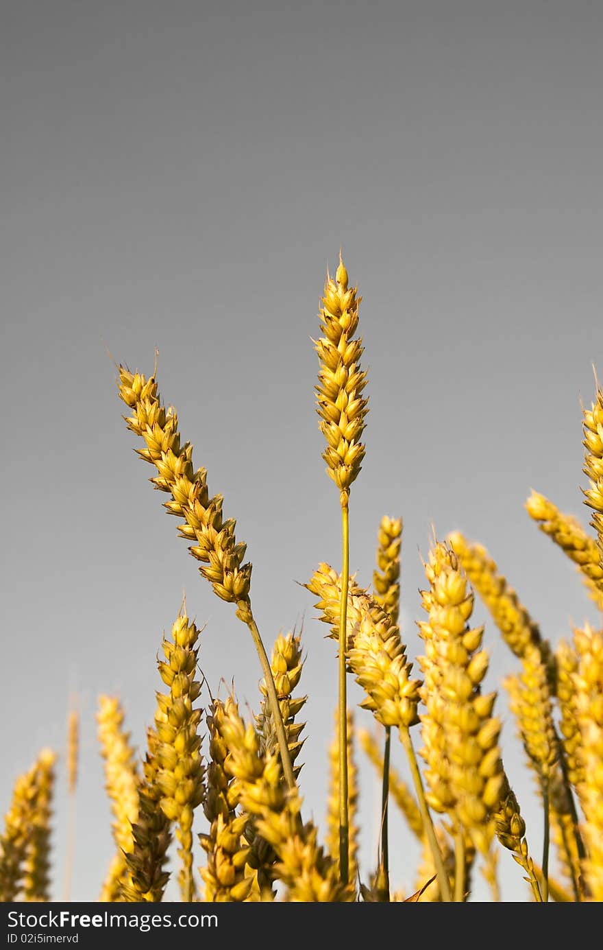 Wheat plants on grey background. Wheat plants on grey background