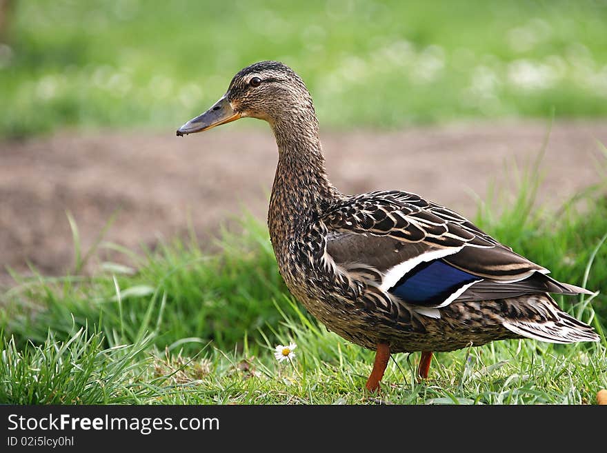 Wild duck on the grass.