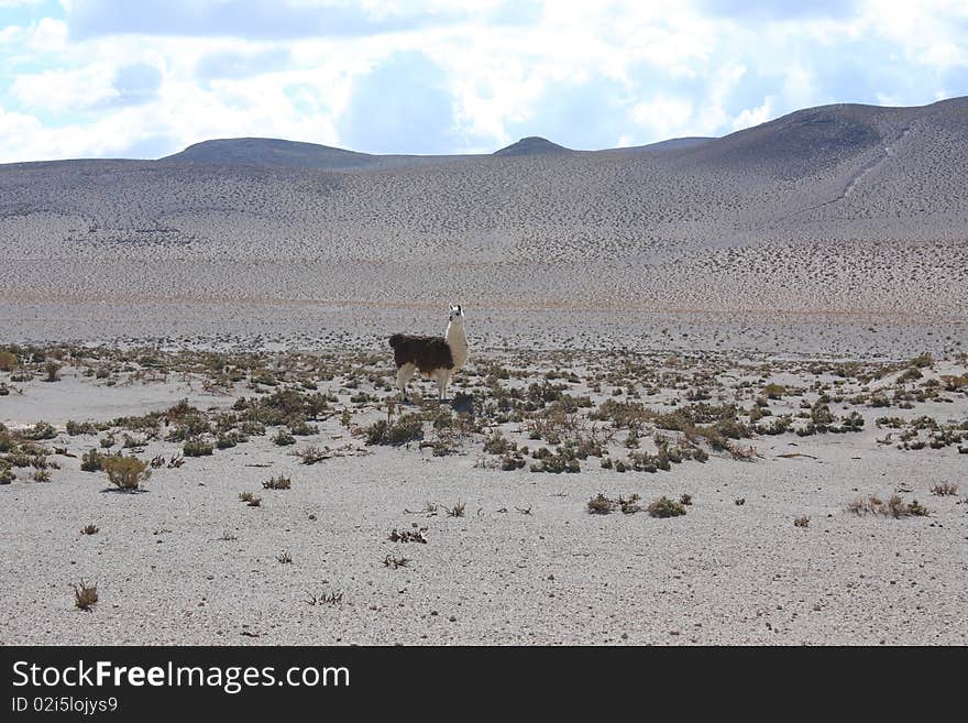 A portrait of a lama in Bolvia. A portrait of a lama in Bolvia