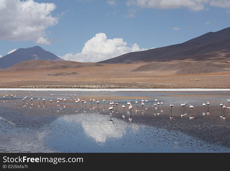 Flamingos