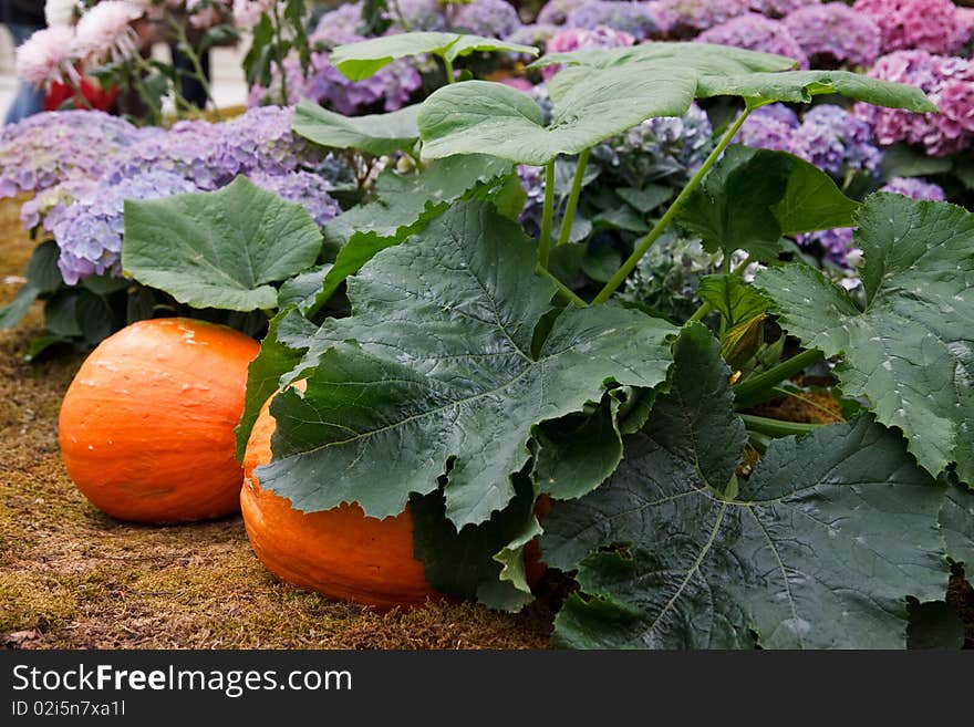 Big pumpkin growing on a pumpkin patch