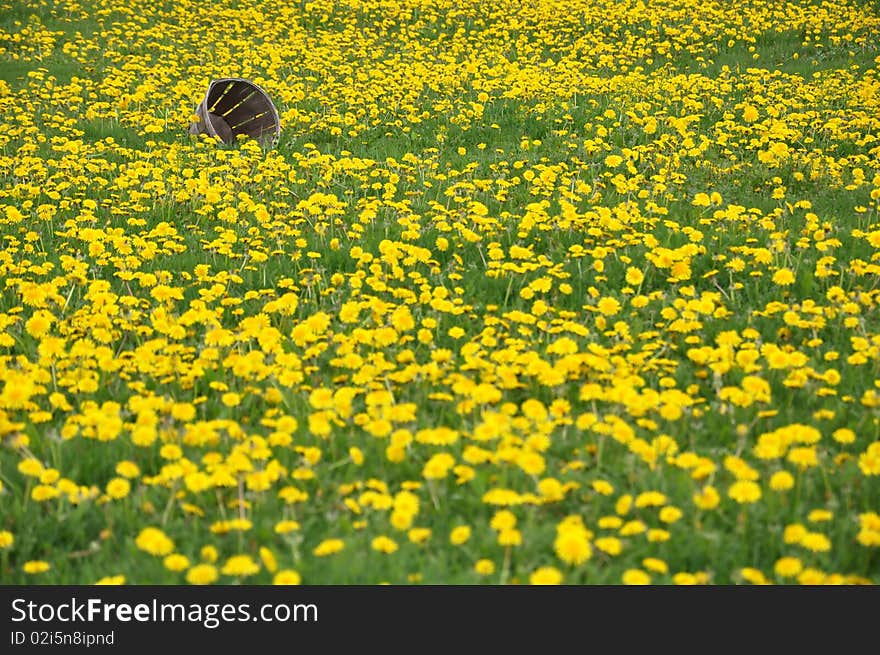 Picture of a dandelion field with an old bucket laying on its side. Picture of a dandelion field with an old bucket laying on its side