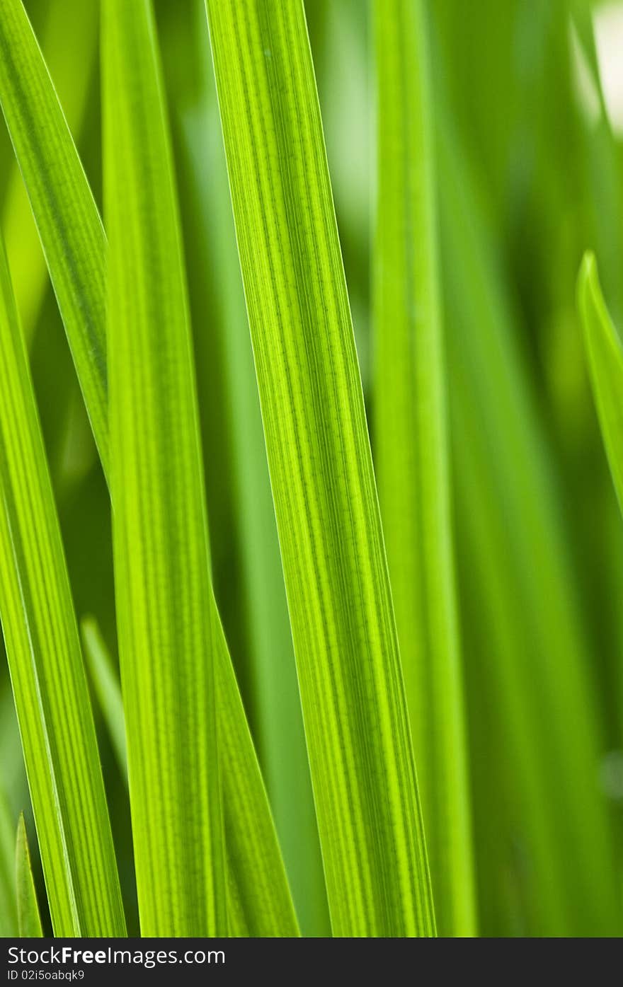 Green leaves