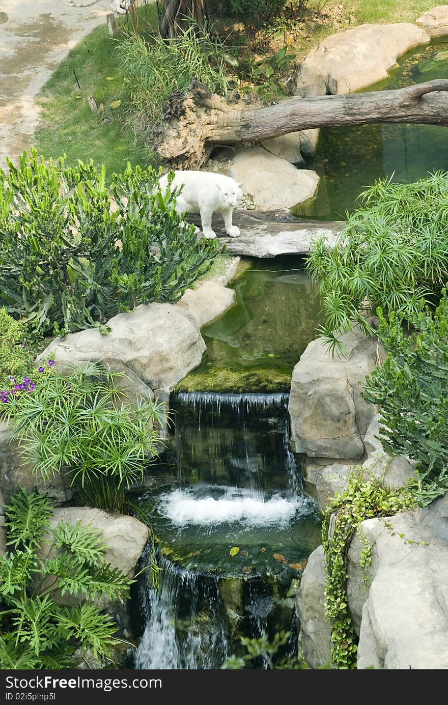 A white tiger  in the zoo