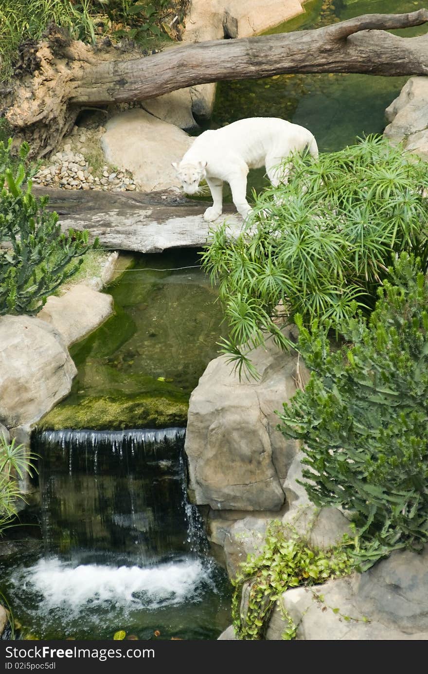 A white tiger  in the zoo